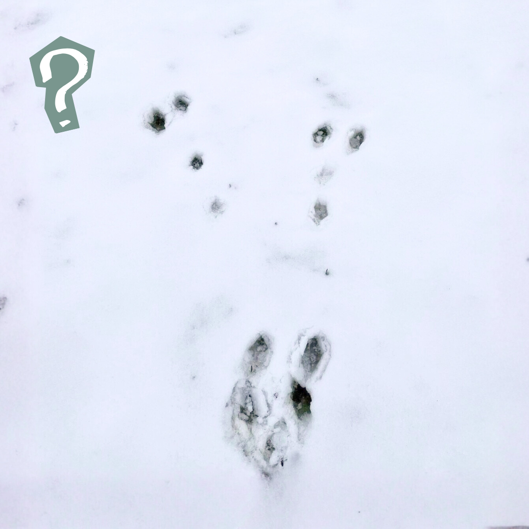 Tierspuren im Schnee. Oben links ist ein Fragezeichen.