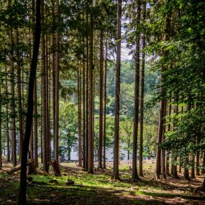 Blick durch den Wald auf den See